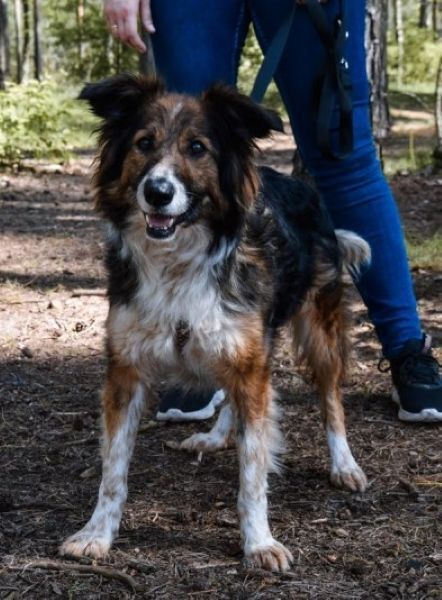 Lassie